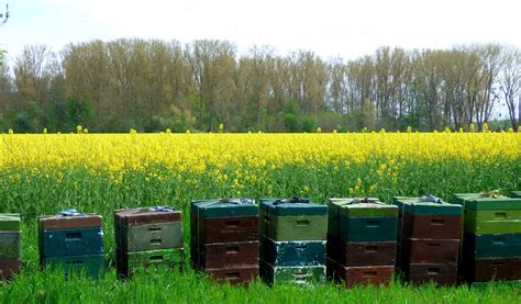Leuchtende Rapsfelder im Frühling mit Bienen