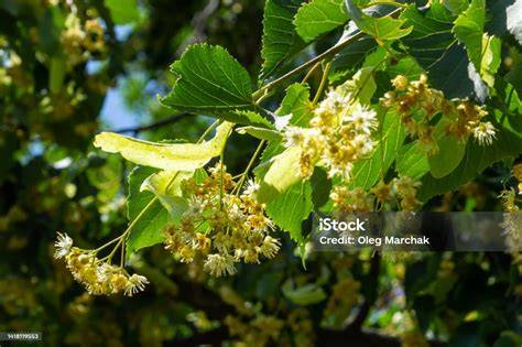 Lindenbaum in Blüte; Nahaufnahme Blütenstände
