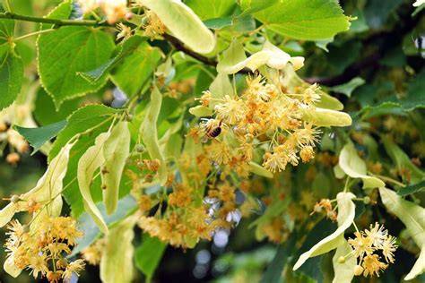 Lindenbaum mit Blüten, Honigglas, Tasse Tee, Sommerstimmung