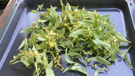 Lindenblüten auf Tuch zum Trocknen ausgebreitet