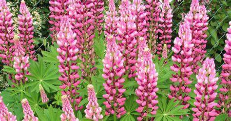 Lupinen im Garten - Nektarquelle und Gründünger