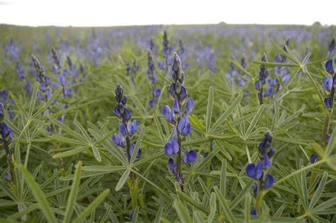 Lupinenanbau in Deutschland