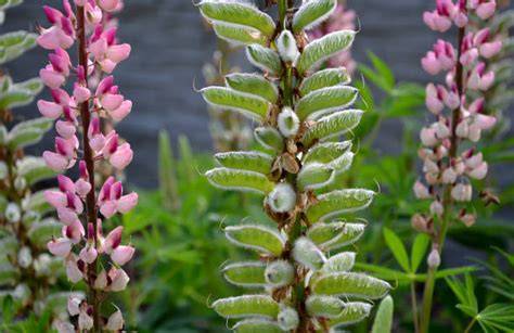 Lupinenblüte und Lupinensamen