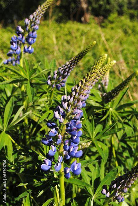 Lupinenblüten als Bienenweide