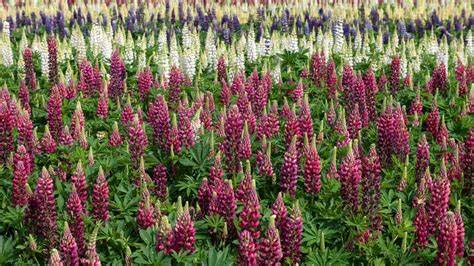 Lupinenpflanzen im Feld