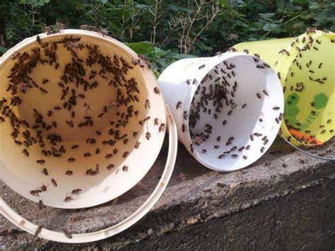 Maßnahmen gegen Räuberei bei der Bienenfütterung