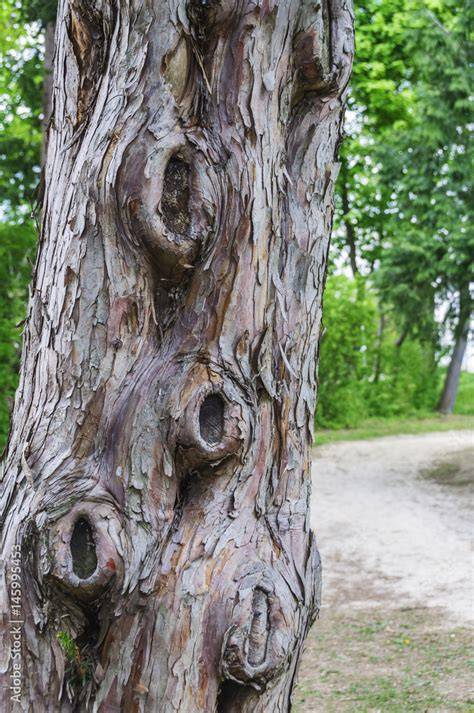 Makroaufnahme: Eichenmaserung mit Astlöchern und Honigfärbung