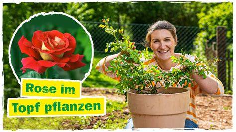 Makroaufnahme: Gelierende Apfel-Honig-Masse mit Zimtstange im Topf