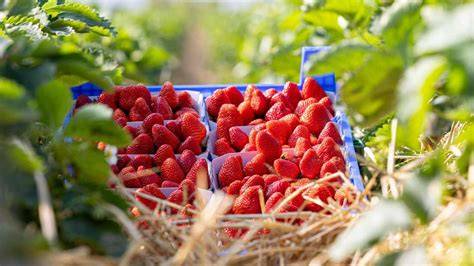 Malwina Erdbeeren auf einem Feld