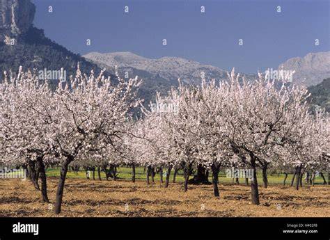 Mandelbäume in Spanien während der Blüte