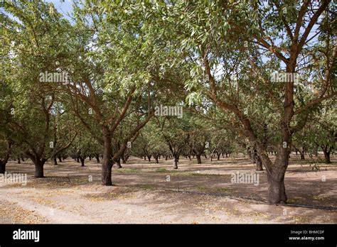 Mandelbaum-Plantage in Kalifornien