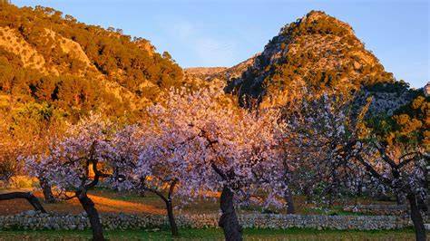 Mandelblüte in Alicante, Spanien