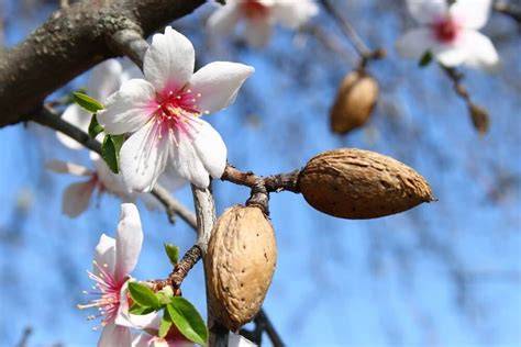 Mandelblüten und Mandeln: Verbindung zu Mallorca