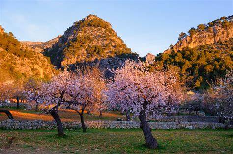 Mandelfeld auf Mallorca während der Mandelblüte