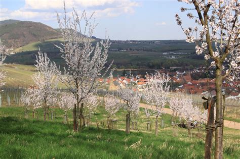 Mandelhain in der Region Alicante