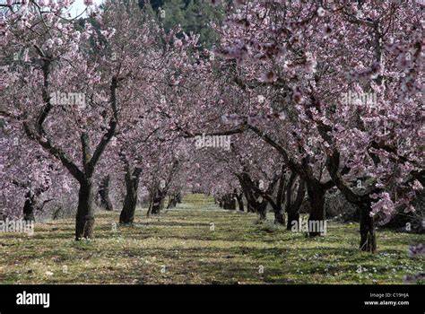 Mandelhaine in der spanischen Provinz Alicante während der Blüte