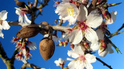 Mandeln: Ursprung und gesundheitliche Wirkstoffe im Marzipan