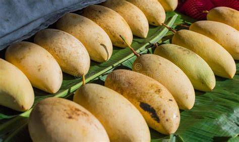 Mango Auswahl auf dem Markt