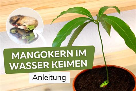 Mango Samen - Anzucht im Topf