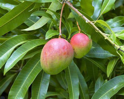 Mangobaum Schädlinge und Hausmittel