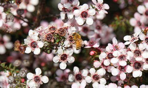 Manuka Honig, Blüten des Manuka-Strauchs, Anwendungsbereiche