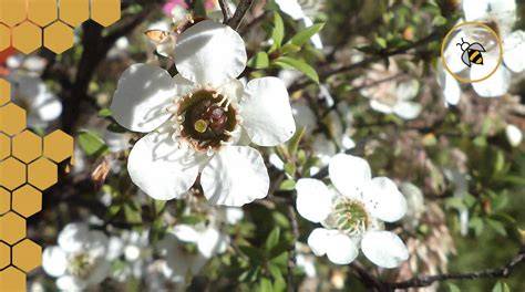 Manuka Honig Pflanze, Honigbienen und Löffelmaterialien im Vergleich