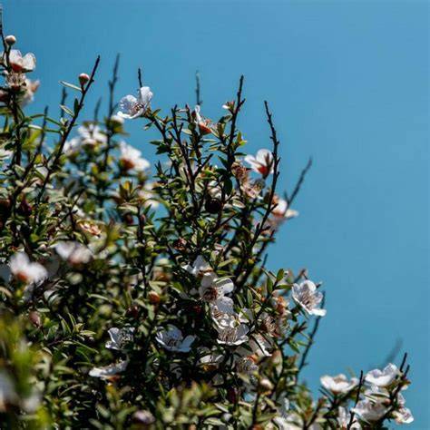 Manuka Honig Pflanze und Herkunft