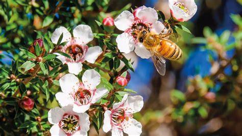 Manuka Honig als Hausmittel bei Erkältungen