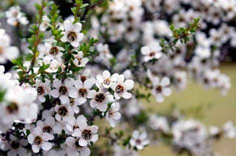 Manuka Pflanze und Bienen