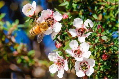 Manuka Strauch und Honigglas mit Manuka Honig