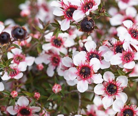 Manuka Strauch und Imker bei der Honigernte in Neuseeland