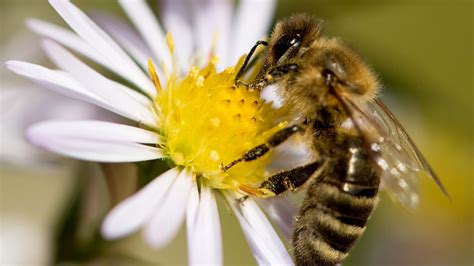 Manuka-Baum mit Blüten und Bienen