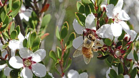 Manuka-Biene auf Manuka-Blüte in Neuseeland