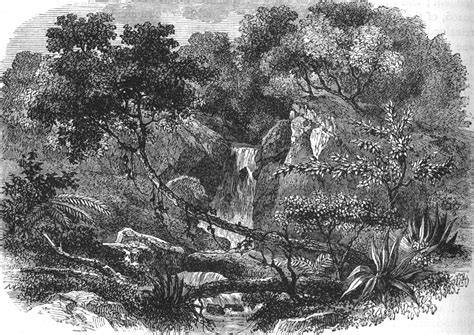 Manuka-Blüte und neuseeländische Landschaft