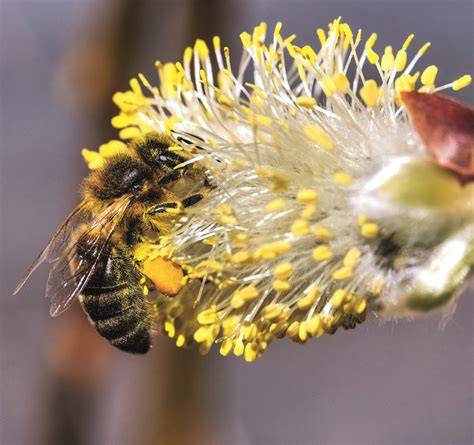 Manuka-Blüten und Bienen bei der Nektarsammlung