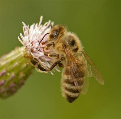 Manuka-Blüten und Bienen beim Sammeln