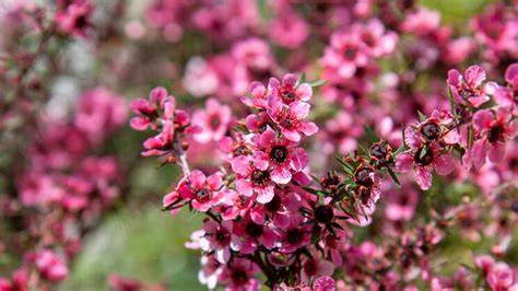 Manuka-Blüten und Manuka-Strauch