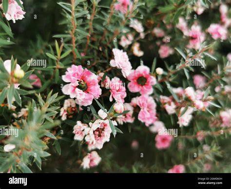 Manuka-Blüten und Strauch