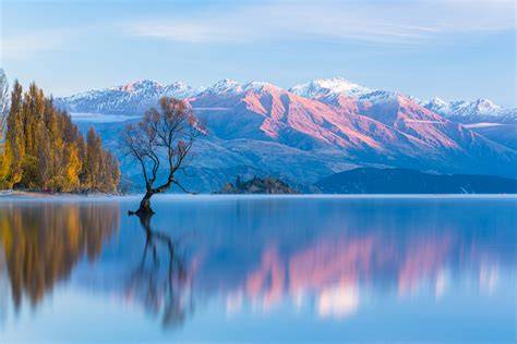 Manuka-Landschaft Neuseeland