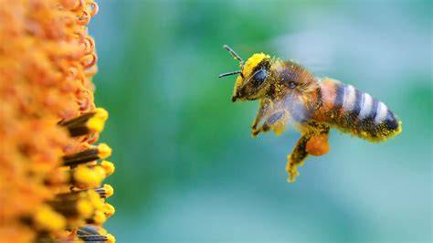 Manuka-Pflanze mit Nektar sammelnden Bienen