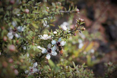 Manuka-Pflanze und Honigwaben