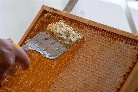 Manuka-Sträucher, Bienen und Honiggewinnung in Neuseeland