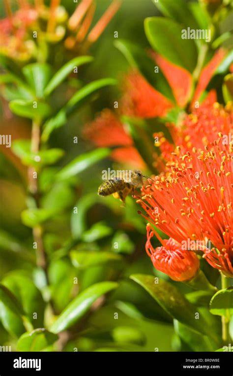 Manuka-Strauch, Herkunft Neuseeland, Bienen und Nektar