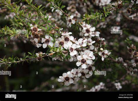Manuka-Strauch (Leptospermum scoparium) in neuseeländischer Landschaft