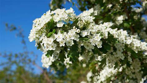Manuka-Strauch mit Blüten