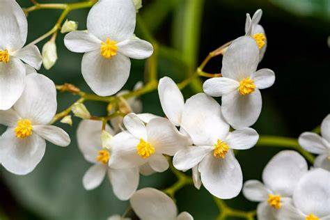 Manuka-Strauch mit weißen Blüten
