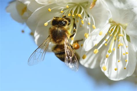 Manuka-Strauch und Bienen bei der Nektaraufnahme