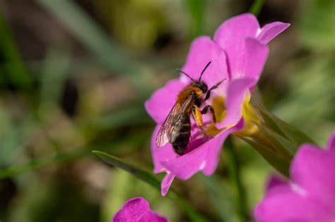 Manuka-Strauch und Bienen bei der Nektarsammlung
