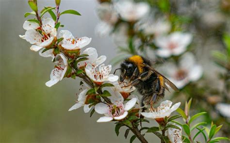 Manuka-Strauch und Bienen in der neuseeländischen Landschaft