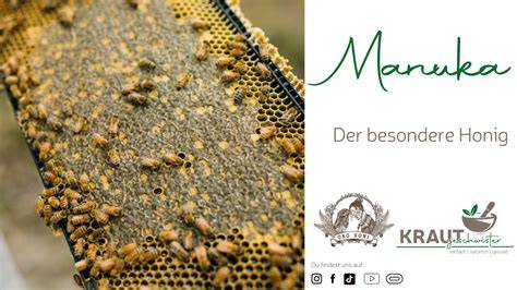 Manuka-Strauch und Honig